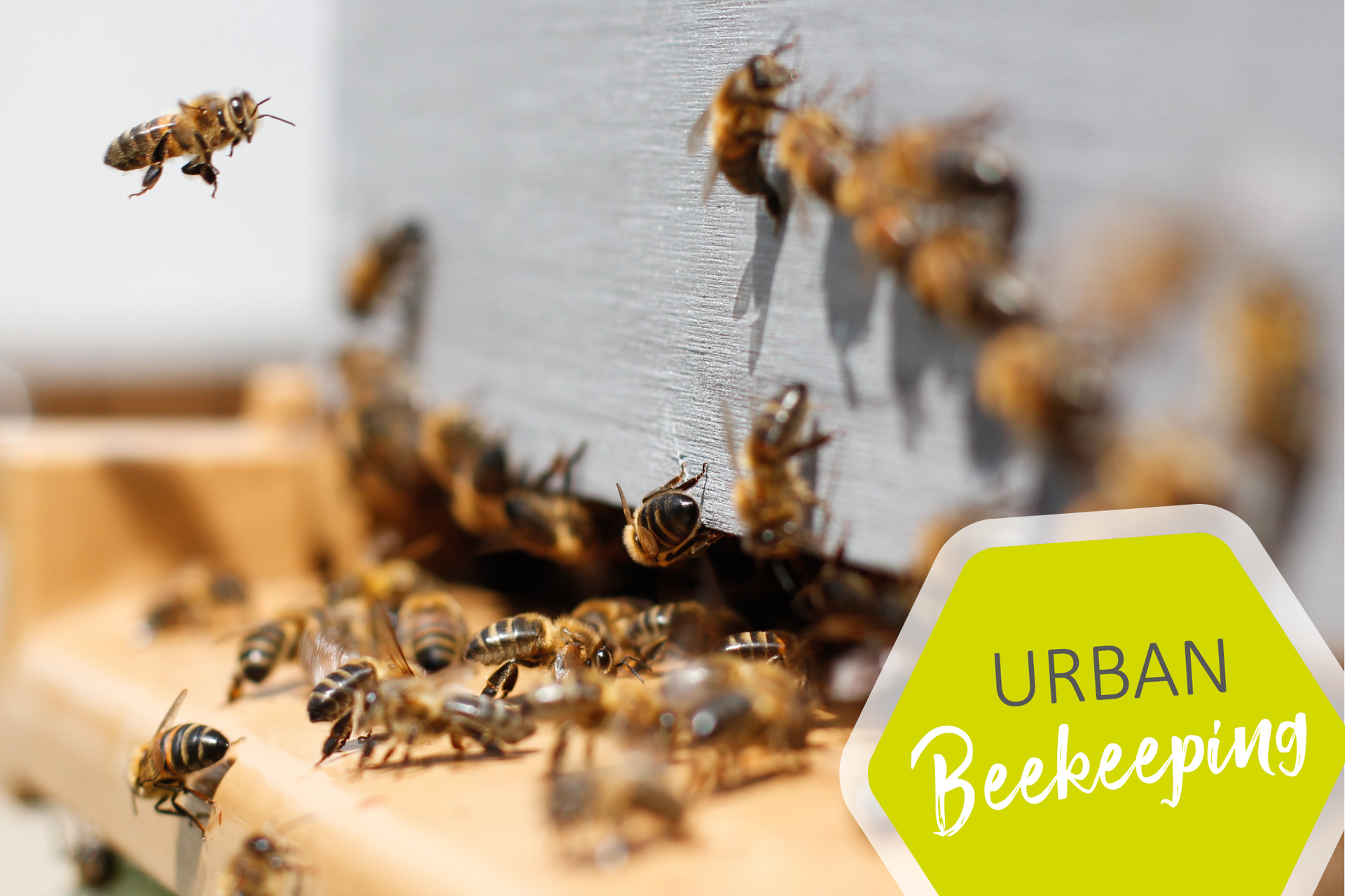 Urban Beekeeping in Schwäbisch Gmünd Urban Beekeeping in Schwäbisch Gmünd